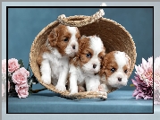 Psy, Trzy, Szczenięta, Koszyk, Cavalier king charles spaniel, Kwiaty, Róże, Chryzantemy