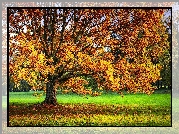 Łąka, Drzewo, Jesień, Liście