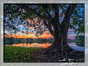 Stany Zjednoczone, Floryda, Palm Beach Gardens, Park Stanowy Lake Catherine, Drzewo figowe, Jezioro