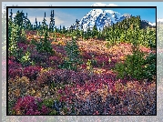 Stany Zjednoczone, Waszyngton, Park Narodowy Mount Rainier, Stratowulkan, Mount Rainier, Łąka, Drzewa, Kolorowe, Rośliny, Góry, Chmury