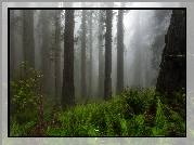 Las, Wysokie, Drzewa, Mgła, Paprocie