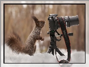 Wiewiórka, Aparat fotograficzny, Śnieg, Zima