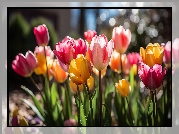 Tulipany, Kolorowe, Kwiaty, Rozświetlone