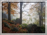 Jesień, Las, Drzewa, Głazy, Mgła
