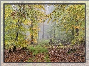 Jesień, Las, Drzewa, Mgła, Opadłe, Liście