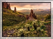 Stany Zjednoczone, Arizona, Skały, Roślinność, Kaktusy Cholla