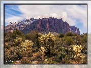 Stany Zjednoczone, Arizona, Góry, Superstition Mountains, Skały, Roślinność, Kaktusy