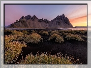 Islandia, Góry, Góra Vestrahorn, Plaża, Czarny, Piasek, Trawa, Kępki