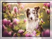 Pies, Border collie, Magnolie