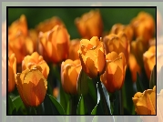 Kwitnące, Pomarańczowe, Tulipany