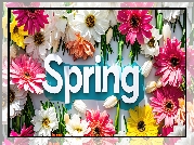 Kwiaty, Wiosna, Napis, Spring
