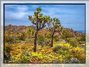 Stany Zjednoczone, Kalifornia, Park Narodowy Joshua Tree, Jukki krótkolistne, Drzewo Jozuego, Roślinność, Wzgórza