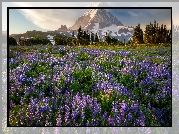 Góry, Łąka, Łubiny, Drzewa, Stratowulkan, Mount Rainier, Park Narodowy Mount Rainier, Stan Waszyngton, Stany Zjednoczone