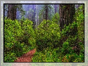 Stany Zjednoczone, Kalifornia, Park Narodowy Redwood, Las, Sekwoje, Różaneczniki, Paprocie, Ścieżka