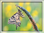 Motyl, Paź królowej, Źdźbło, Makro
