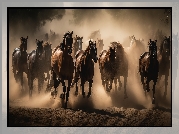 Stado, Konie, Galop, Piasek, Kurz