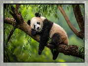 Śpiąca, Panda, Drzewo, Konar, Liście, Grafika