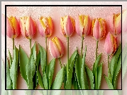 Różowo-żółte, Tulipany, Listki