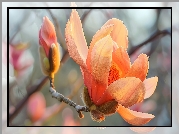Magnolia, Kwiat, Pąk, Gałązka
