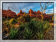 Stany Zjednoczone, Arizona, Sedona, Skały, Drzewa, Rośliny