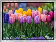 Kwiaty, Kolorowe, Tulipany, Listki