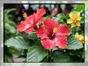 Dwa, Hibiskusy, Kwiaty, Zielone, Liście, Grafika