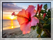 Hibiskus, Kwiat, Zachód słońca, Grafika