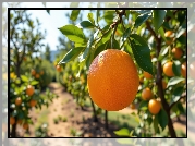 Pomarańcza, Gałązka, Liście, Grafika