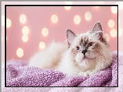 Kot, Ragdoll, Koc, Różowy, Grafika