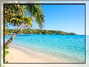 Tropiki, Plaża, Palmy, Morze