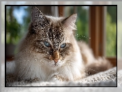 Kot, Ragdoll, Kanapa