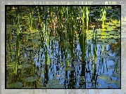Trawa, Liście, Odbicie, Staw, Bagno