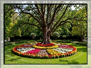 Rabaty Kwiaty, Drzewo, Park