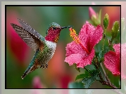 Ptak, Koliber, Lot, Kwiat, Różowy, Hibiskus, Pąki, Łodyga, Grafika AI