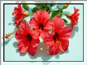 Hibiskusy, Czerwone, Kwiaty