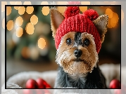 Pies, Yorkshire terrier, Czerwona, Czapka, AI