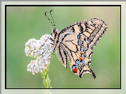 Motyl, Paź królowej, Biała, Roślina, Makro