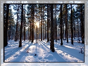 Las, Sosnowy, Drzewa, Śnieg, Promienie słońca