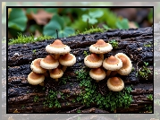 Kłoda, Drzewa, Brązowe, Grzyby, Rośliny