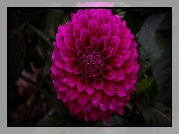 Różowy, Kwiat, Dalia, Ciemne, Tło