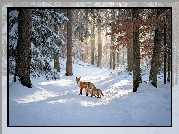 Las, Zima, Lisica, Dwa, Małe, Liski, Droga