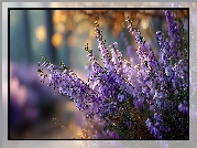 Wrzosiec, Fioletowe, Kwiaty, Grafika AI