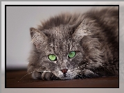 Kot, Szary, Zielone, Oczy