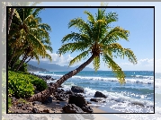 Palmy, Plaża, Kamienie, Morze, Grafika AI