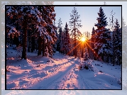 Zima, Las, Ośnieżone, Drzewa, Promienie słońca, Zaśnieżona, Droga