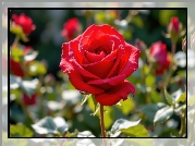 Róża, Czerwona, Liście, AI