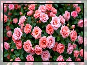 Różowe, Rozwinięte, Róże, Listki