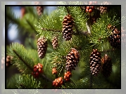 Szyszki, Gałązki, Sosna, Grafika AI