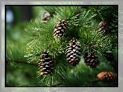 Szyszki, Gałąź, Sosna, Grafika AI