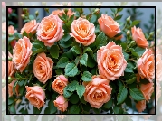 Brzoskwiniowe, Róże, Listki